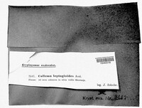 Image of Scytinium leptogioides